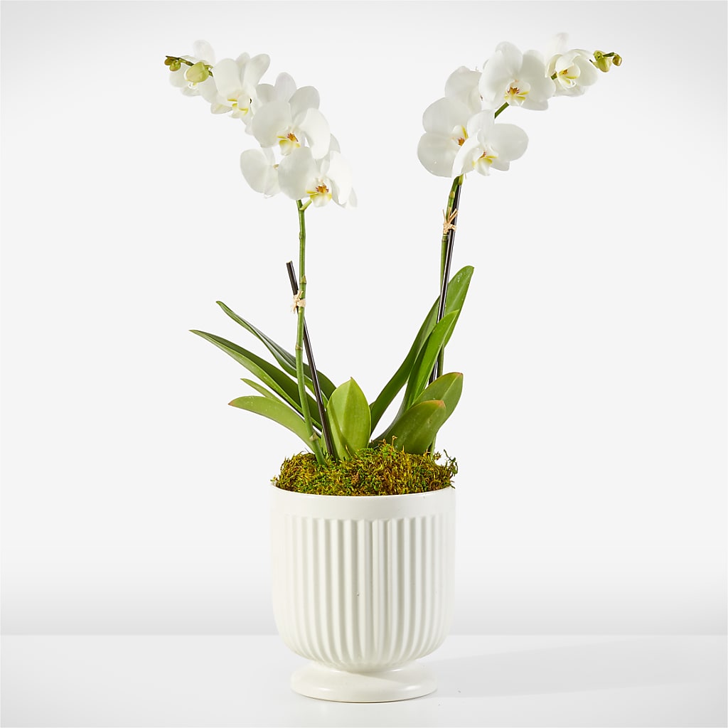 Whispering White Orchid – Imperial Flower Shop Ltd, Brampton ON
