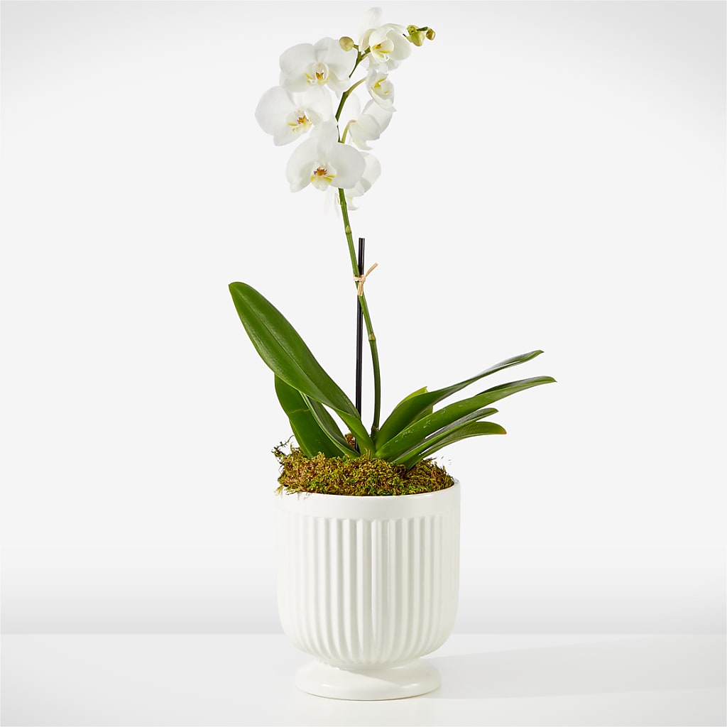 Whispering White Orchid – Imperial Flower Shop Ltd, Brampton ON