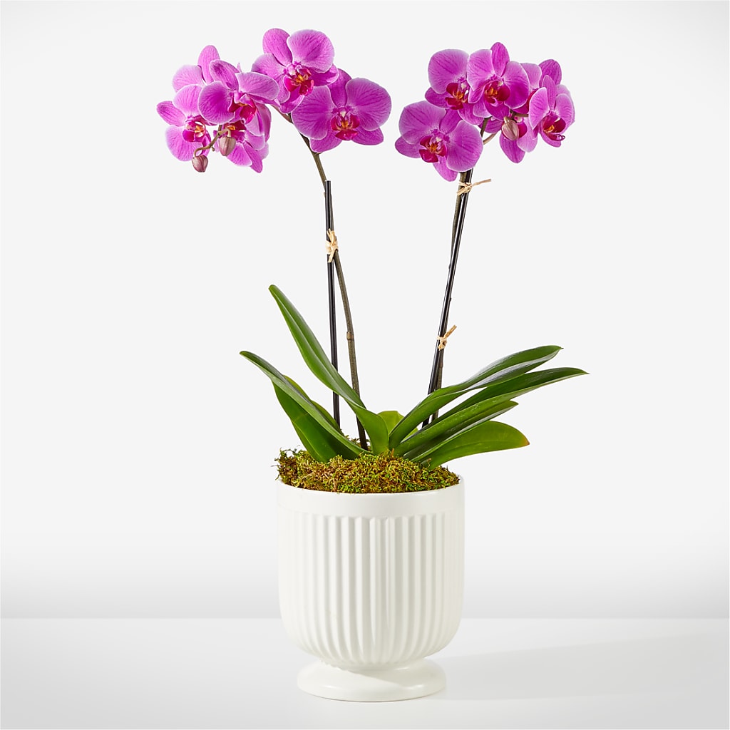 Friendly Fuchsia Orchid – Imperial Flower Shop Ltd, Brampton ON