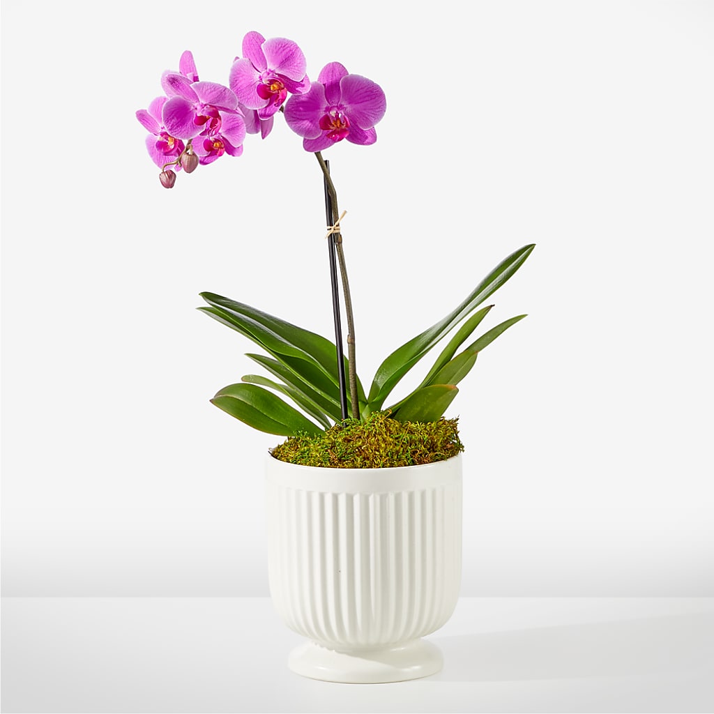 Friendly Fuchsia Orchid – Imperial Flower Shop Ltd, Brampton ON