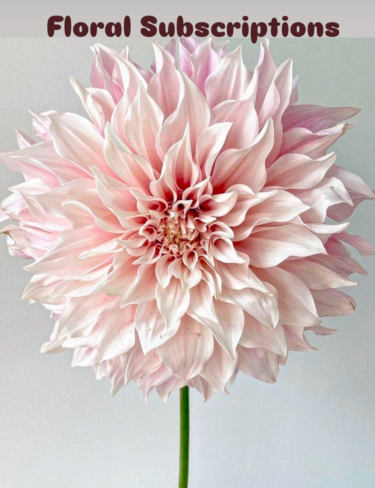 Floral Subscriptions – Imperial Flower Shop Ltd, Brampton ON