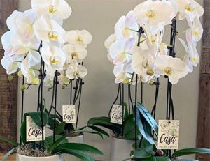 Luxuries Waterfall Orchid planter – Imperial Flower Shop Ltd, Brampton ON