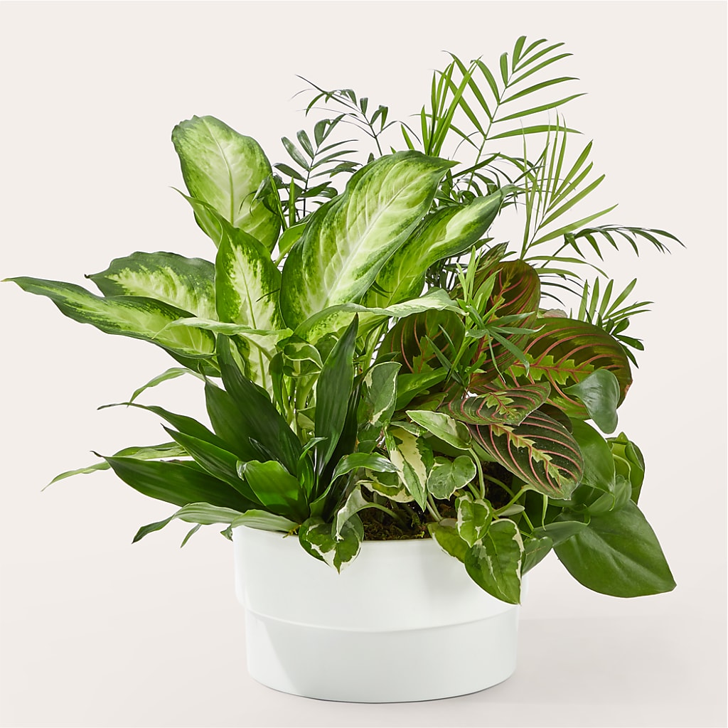 Radiating Positivity Dishgarden – Imperial Flower Shop Ltd, Brampton ON