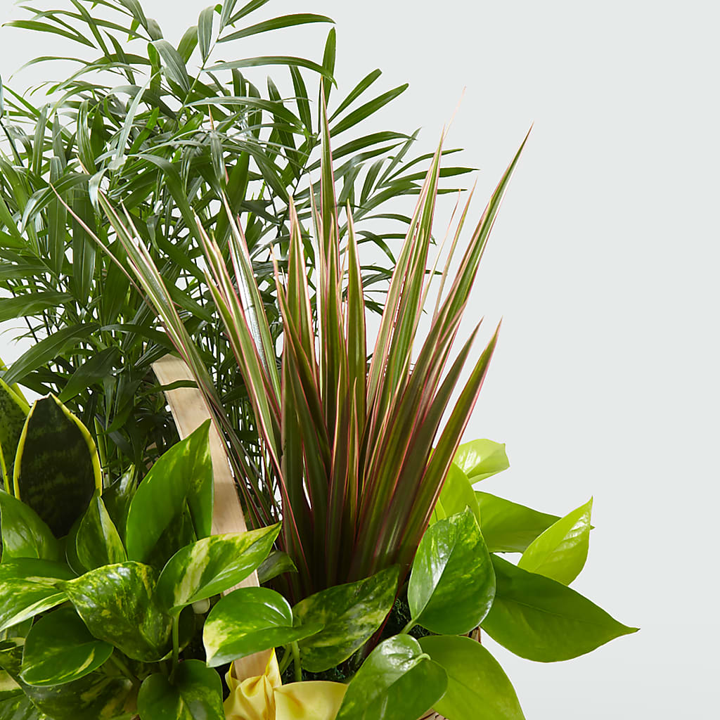 French Garden –  Imperial Flower Shop Ltd, Brampton ON