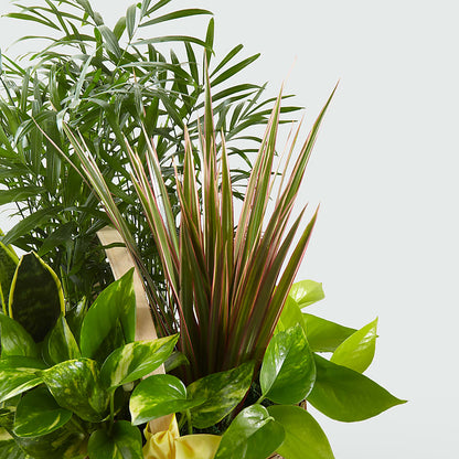 French Garden –  Imperial Flower Shop Ltd, Brampton ON