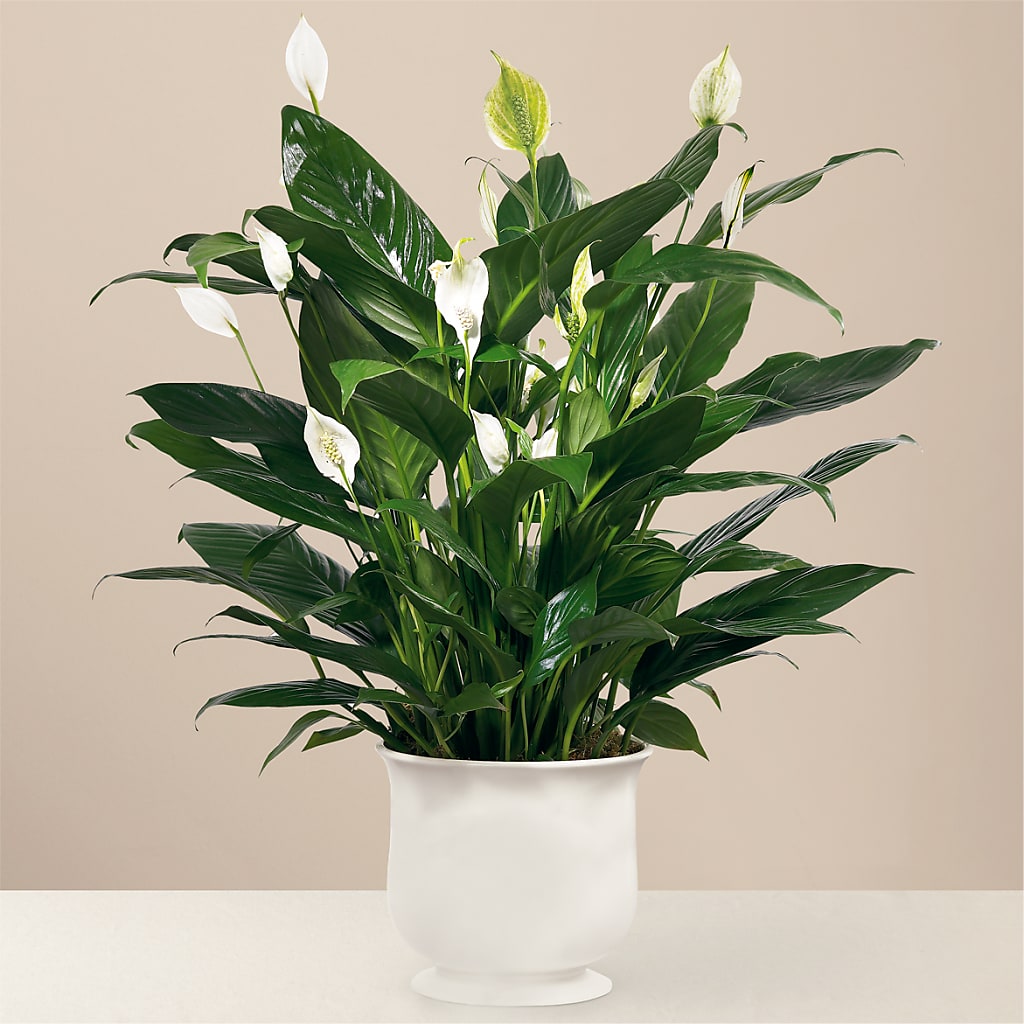 Comfort Planter –  Imperial Flower Shop Ltd, Brampton ON