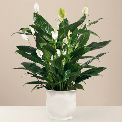 Comfort Planter –  Imperial Flower Shop Ltd, Brampton ON