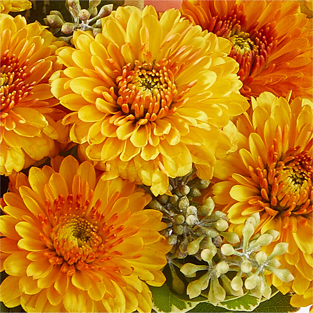 Peachy Pumpkin –  Imperial Flower Shop Ltd, Brampton ON