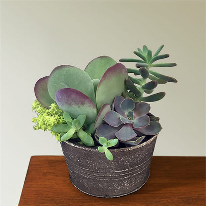 Lush Succulent Garden –  Imperial Flower Shop Ltd, Brampton ON