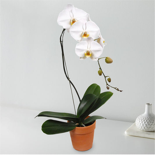 Orchidée blanche en cascade