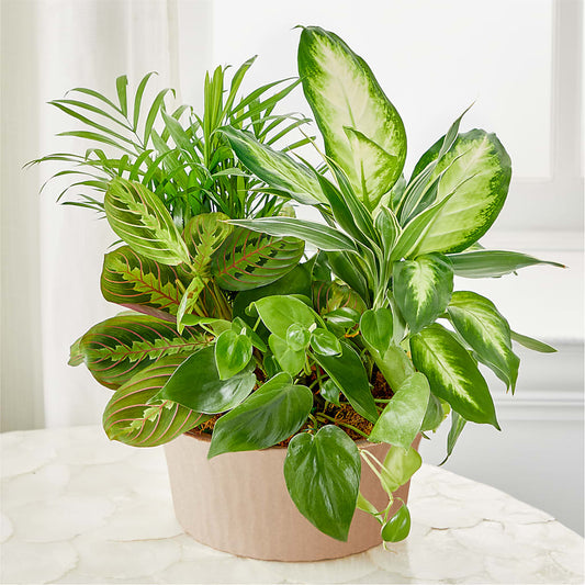 Balance & Harmony Dishgarden –  Imperial Flower Shop Ltd, Brampton ON