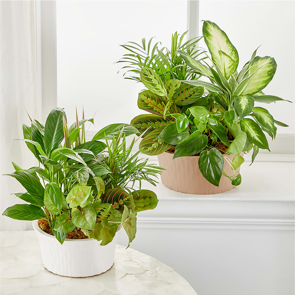 Balance & Harmony Dishgarden –  Imperial Flower Shop Ltd, Brampton ON