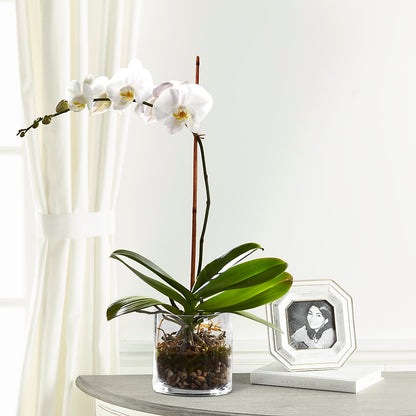 Single Stem orchid –  Imperial Flower Shop Ltd, Brampton ON
